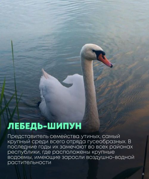 Сегодня во всем мире отмечается Международный день птиц