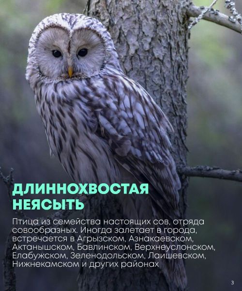 Сегодня во всем мире отмечается Международный день птиц