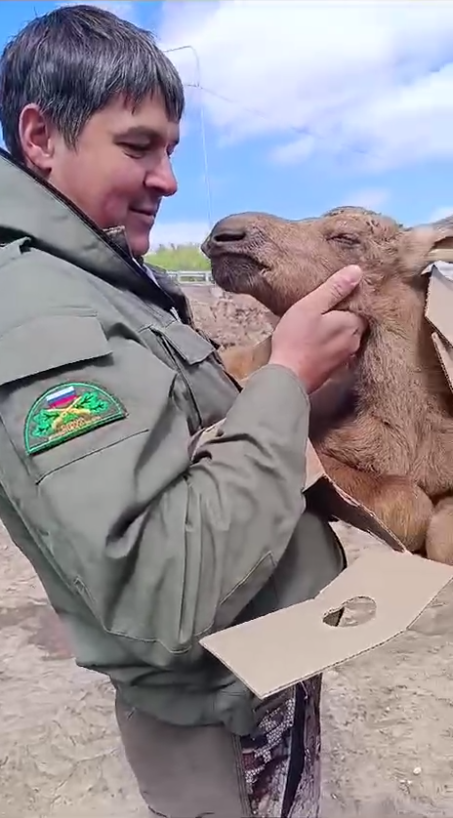 В Лаишевском районе спасли лосенка