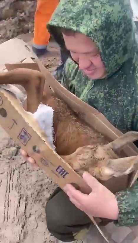 В Лаишевском районе спасли лосенка