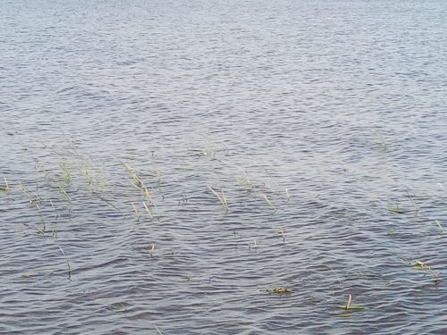 Подписчики бьют тревогу: пляжный берег в г.Лаишево заполонила ива