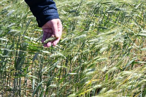 Представители Министерства сельского хозяйства и продовольствия РТ посетили хозяйства Лаишевского района