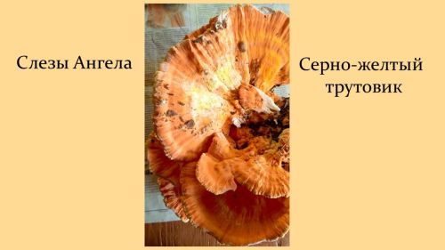 А вы знали, что такой гриб существует?