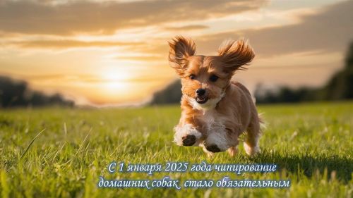 Держите собаку? Тогда обязаны провести ее регистрацию и чипирование