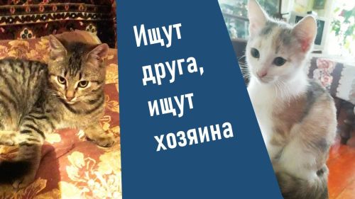 Будить мурлыканьем, встречать лаской: два котёнка ищут вас