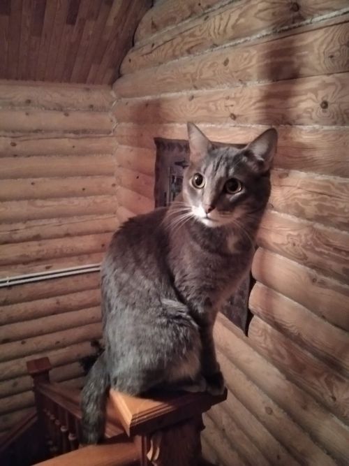 Кошки рядом с нами: Владимир Андреев рассказывает про своего кота Кузю
