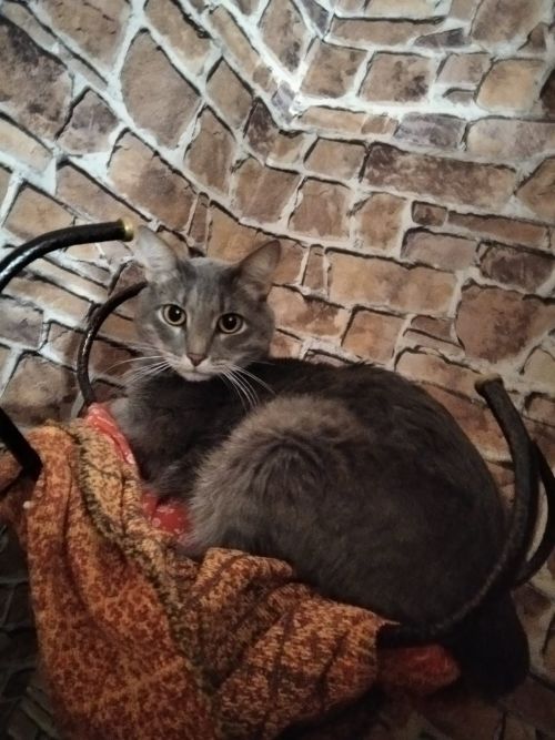 Кошки рядом с нами: Владимир Андреев рассказывает про своего кота Кузю