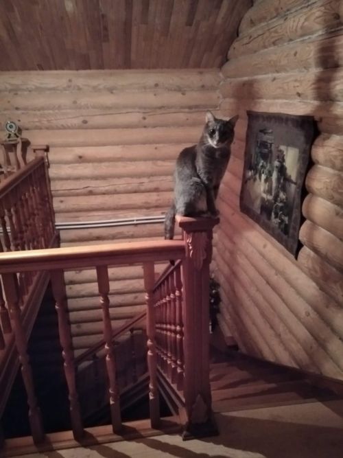 Кошки рядом с нами: Владимир Андреев рассказывает про своего кота Кузю