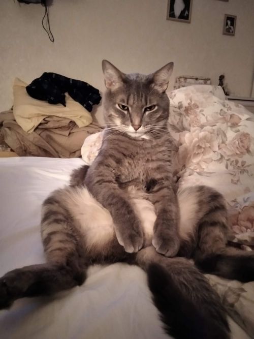 Кошки рядом с нами: Владимир Андреев рассказывает про своего кота Кузю