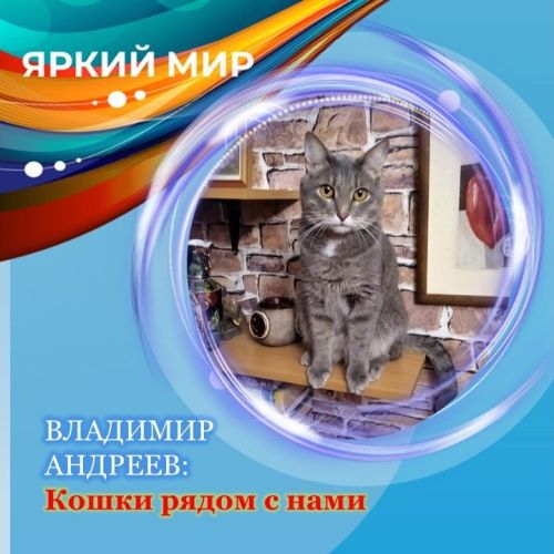 Кошки рядом с нами: Владимир Андреев рассказывает про своего кота Кузю