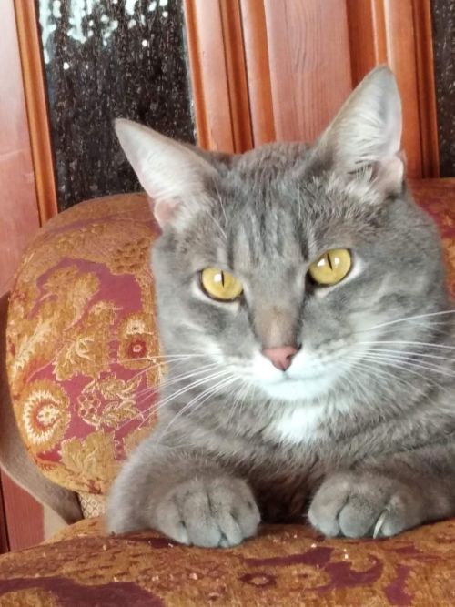 Кошки рядом с нами: Владимир Андреев рассказывает про своего кота Кузю