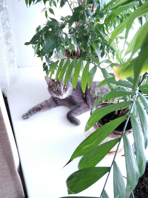 Кошки рядом с нами: Владимир Андреев рассказывает про своего кота Кузю