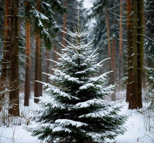 Чыршы күпме тора