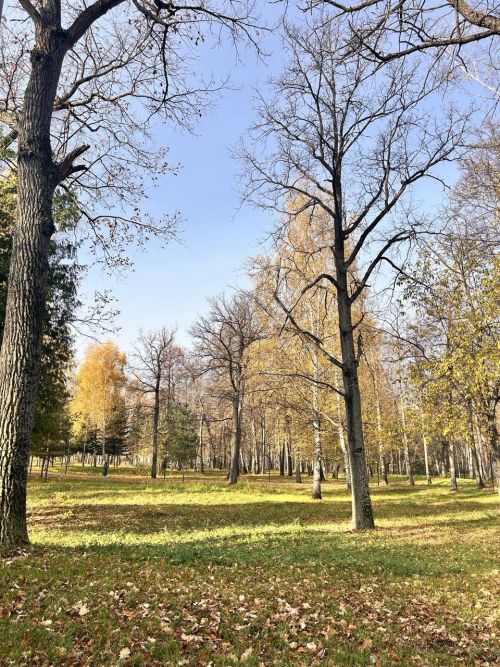 В Татарстане завершили заготовку семян лесных растений