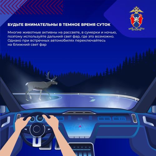 Как предотвратить столкновение с дикими животными на загородных дорогах