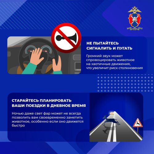 Как предотвратить столкновение с дикими животными на загородных дорогах