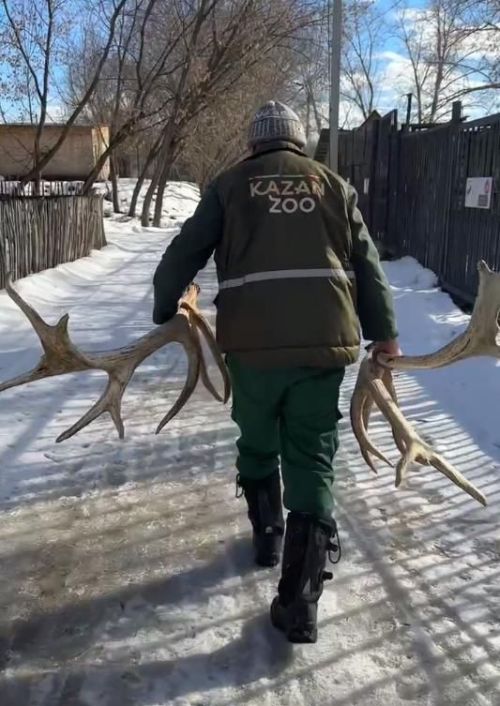 Марал Айхо потерял свои 14-килограммовые рога