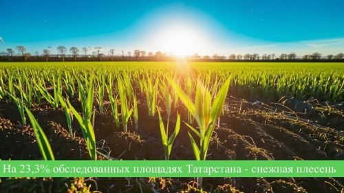 Россельхозцентр Татарстана рекомендует подкормку озимых для повышения урожайности