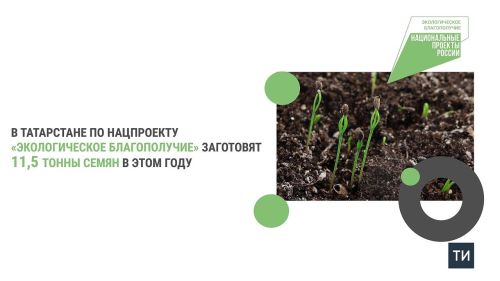 С начала 2025 года в лесничествах Татарстана собрали 23 тонны шишек хвойных деревьев
