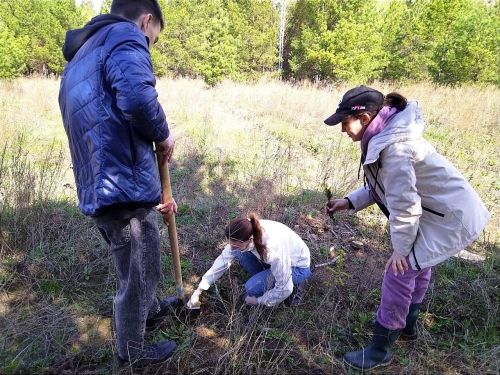 Добровольцы приехали в Лаишевский район, чтобы высадить деревья