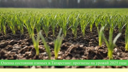 Оценка состояния озимых в Татарстане: прогнозы на урожай 2025 года