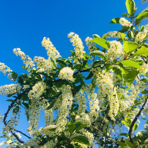 Красная черемуха Татьяны Тифоровой: Ода красоте весны
