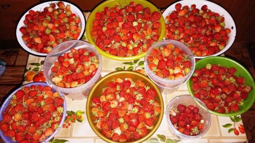 Клубника нынче удалась