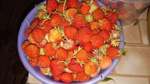 Клубника нынче удалась
