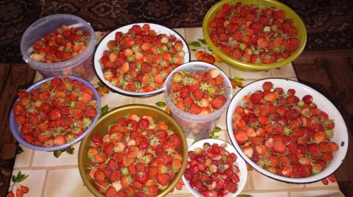 Клубника нынче удалась