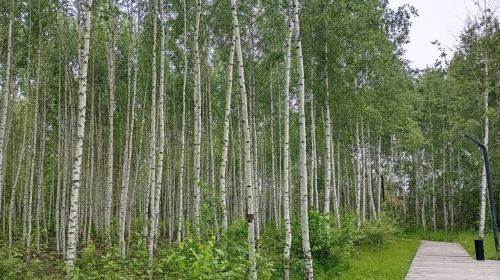 Берёзовая роща: не только красота, но и польза для здоровья