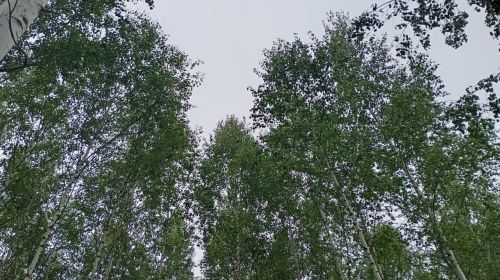 Берёзовая роща: не только красота, но и польза для здоровья