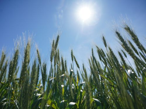 Бөртекле сабан культуралары авыруларына каршы ничек көрәшергә һәм уңышны ничек саклап калырга кирәклеген аңлаттылар