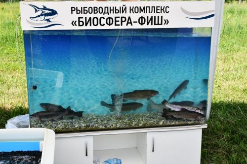 Сабантуй в Лаишево: традиционные подворья и ремесла