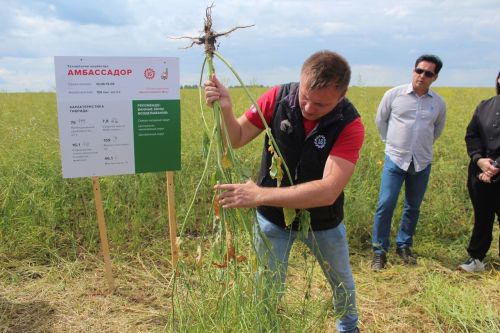 В Лаишевском районе состоялся семинар по озимому рапсу