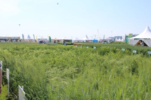 В Лаишевском районе началась сельскохозяйственная выставка «Агроволга-2025»