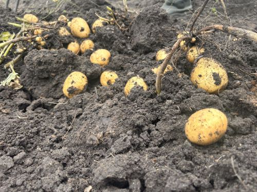 Что делать после уборки картошки: советы бывалого огородника