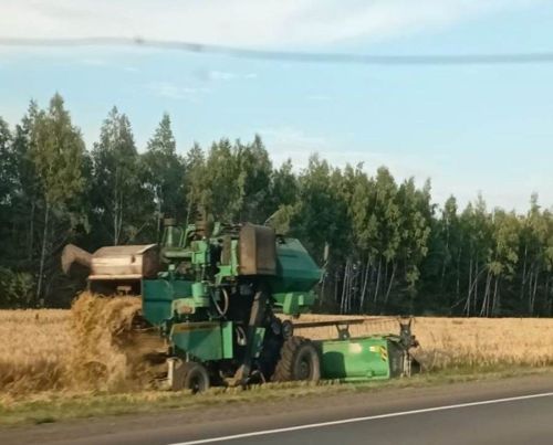 Лаеш районының алдынгы хуҗалыгында урып-җыю ничек бара