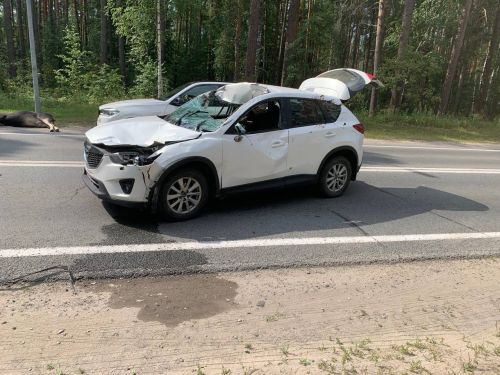 Неожиданная встреча: Mazda столкнулась с лосем на дороге