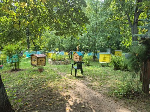 В августе так вкусно пахнет медом — едем к пчеловодам