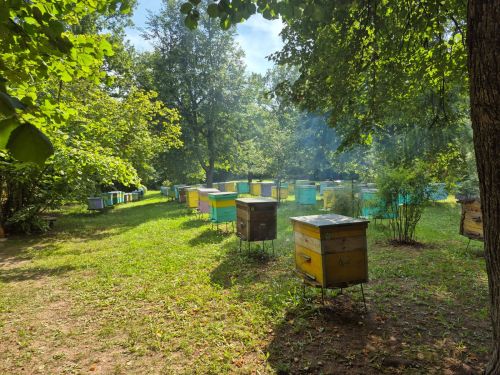 В августе так вкусно пахнет медом — едем к пчеловодам