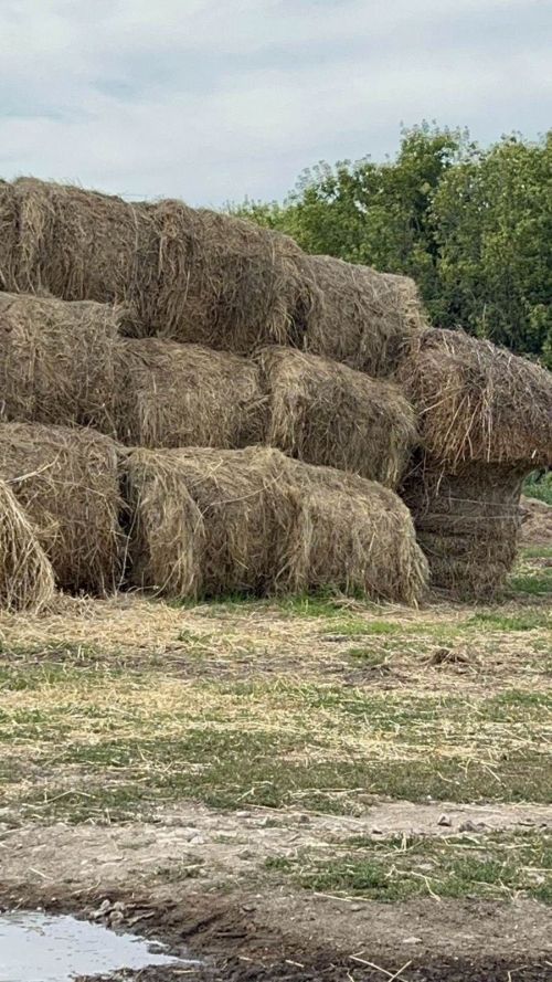 Гафур Зарипов: терлекчелектә уңышлар һәм җирле икътисадка ярдәм