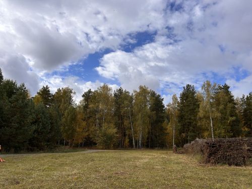 В Татарстане провели масштабные работы по лесовосстановлению