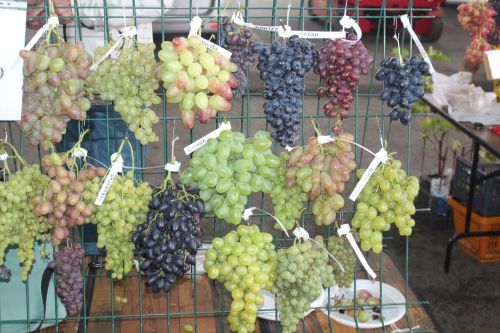 Садоводы Лаишевского района представили свою лучшую продукцию