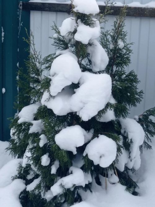 О погоде на завтра, 12 января