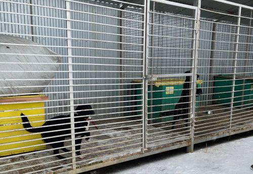 Учащиеся Лаишевского района сделали новогодние подарки для братьев наших меньших