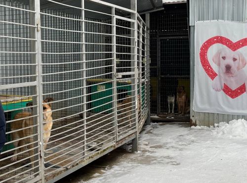 Учащиеся Лаишевского района сделали новогодние подарки для братьев наших меньших
