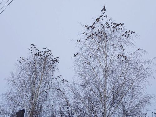 Рождественское чудо в Лаишево
