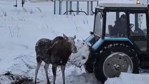 В Лаишевском районе спасли молодого лосенка из снежного плена