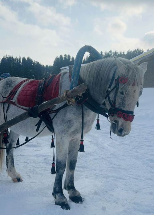 «Рассвет» ат клубында Масленица(май чабу): елмаюлы һәм коймак исле бәйрәм