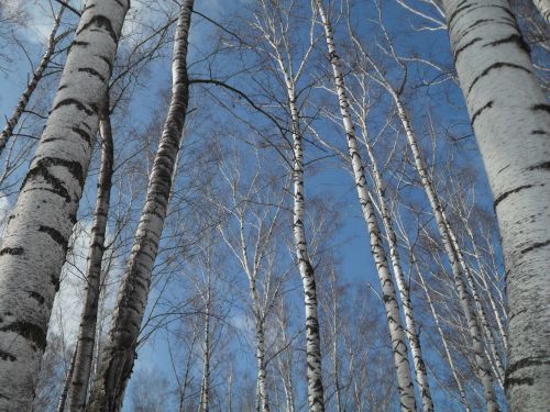 В Лаишевском районе теплеет, но гололедица сохраняется
